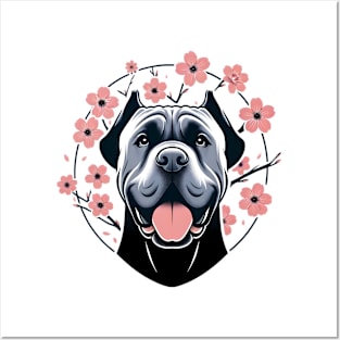 Cane Corso Revels in Spring's Cherry Blossoms Splendor Posters and Art